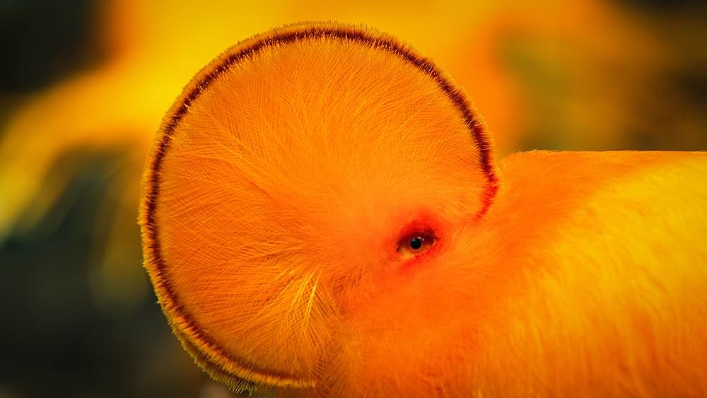 ダンシング・ウィズ・バード 驚きの求愛ダンスの画像