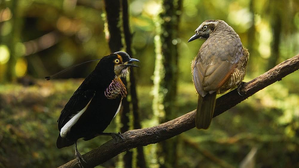 ダンシング・ウィズ・バード 驚きの求愛ダンスの画像