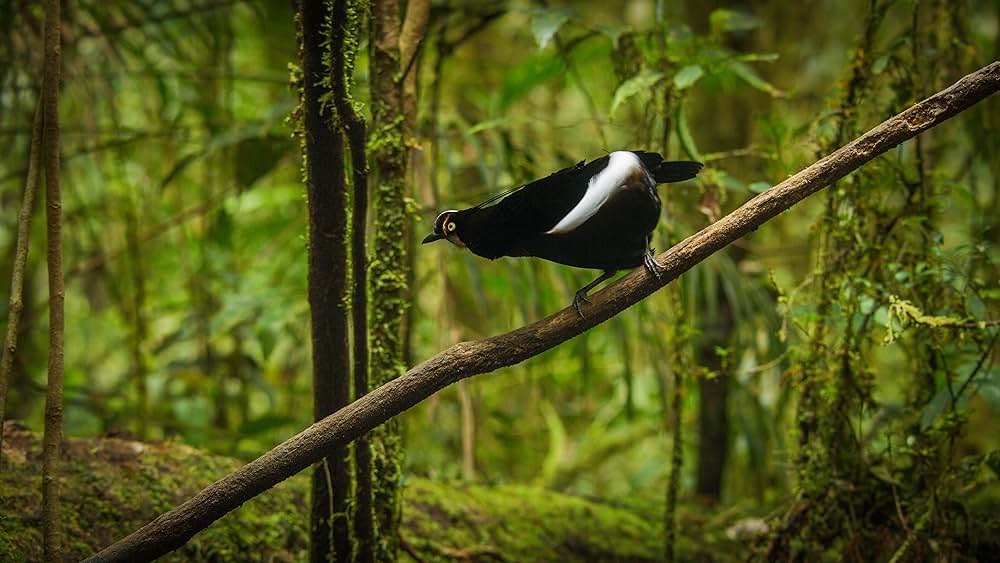 ダンシング・ウィズ・バード 驚きの求愛ダンスの画像