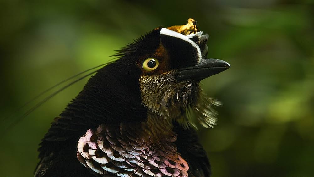 ダンシング・ウィズ・バード 驚きの求愛ダンスの画像