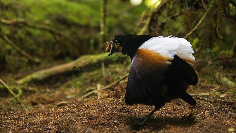 ダンシング・ウィズ・バード 驚きの求愛ダンスの画像