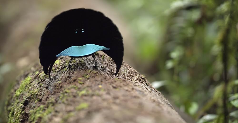 ダンシング・ウィズ・バード 驚きの求愛ダンスの画像