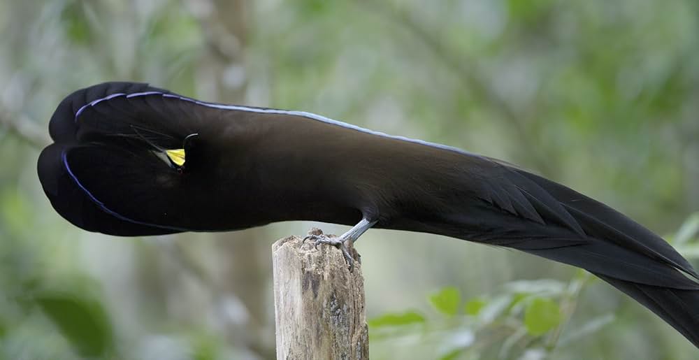 ダンシング・ウィズ・バード 驚きの求愛ダンスの画像