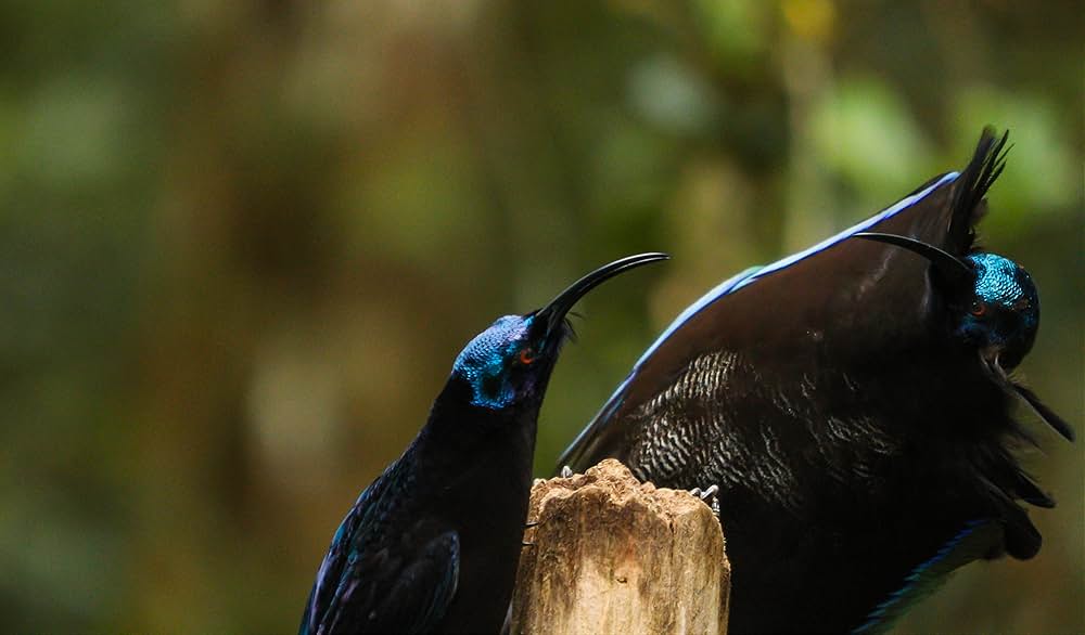 ダンシング・ウィズ・バード 驚きの求愛ダンスの画像