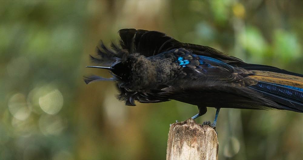 ダンシング・ウィズ・バード 驚きの求愛ダンスの画像
