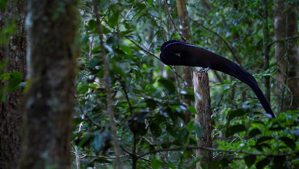 ダンシング・ウィズ・バード 驚きの求愛ダンスの画像