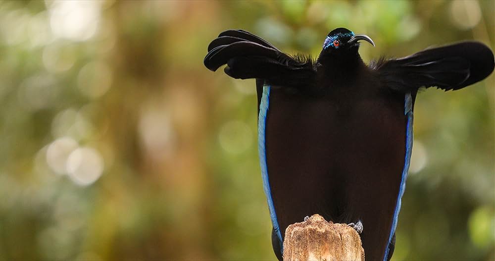 ダンシング・ウィズ・バード 驚きの求愛ダンスの画像