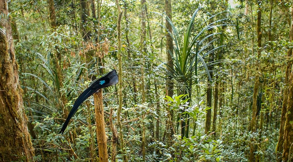ダンシング・ウィズ・バード 驚きの求愛ダンスの画像