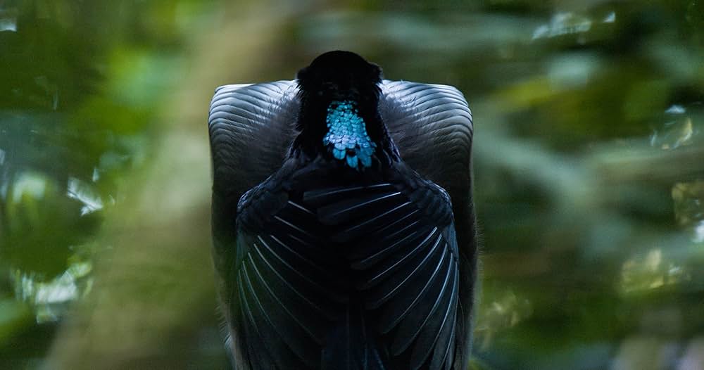 ダンシング・ウィズ・バード 驚きの求愛ダンスの画像