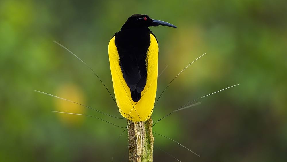 ダンシング・ウィズ・バード 驚きの求愛ダンスの画像