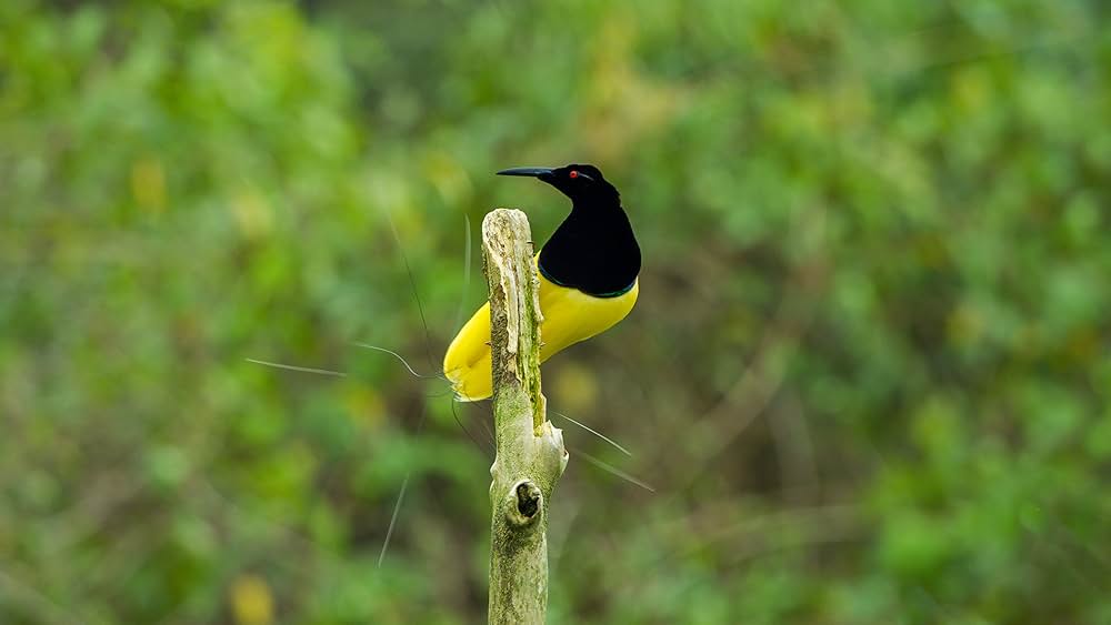ダンシング・ウィズ・バード 驚きの求愛ダンスの画像