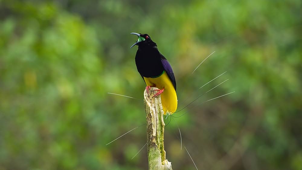 ダンシング・ウィズ・バード 驚きの求愛ダンスの画像