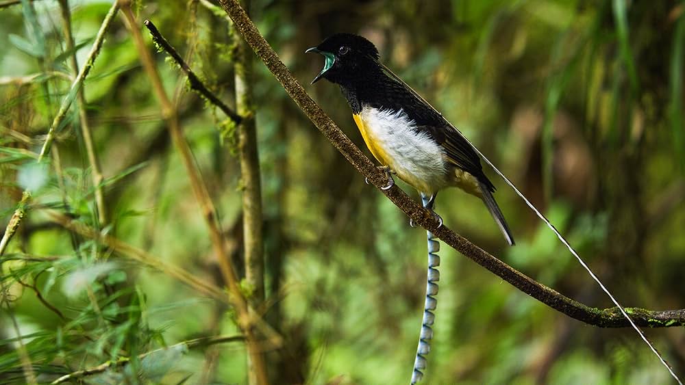 ダンシング・ウィズ・バード 驚きの求愛ダンスの画像