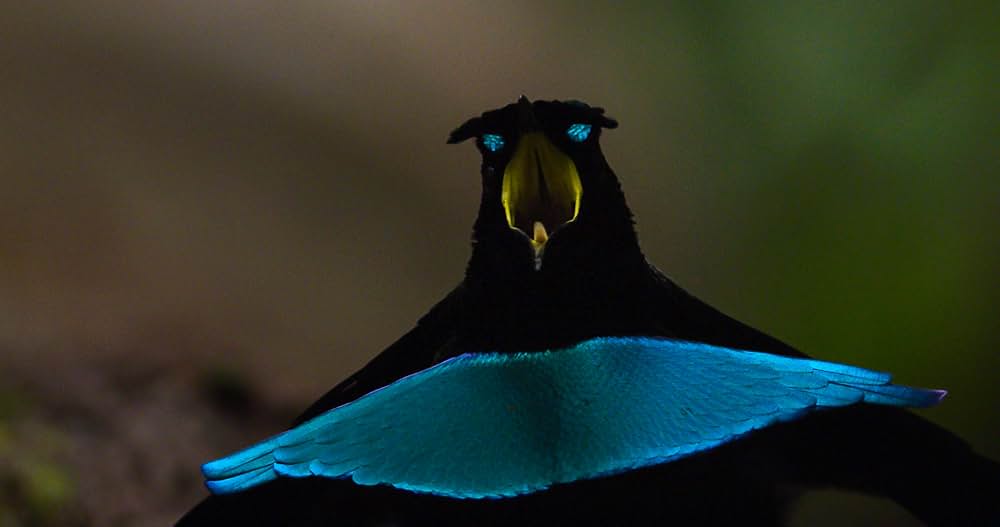 ダンシング・ウィズ・バード 驚きの求愛ダンスの画像