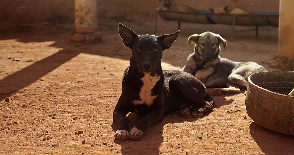 犬っころの画像