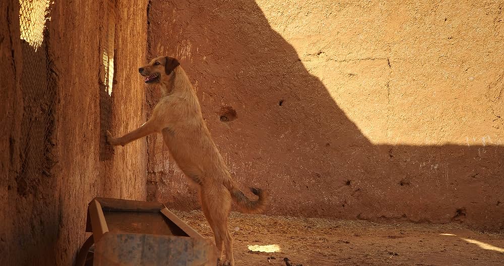 犬っころの写真