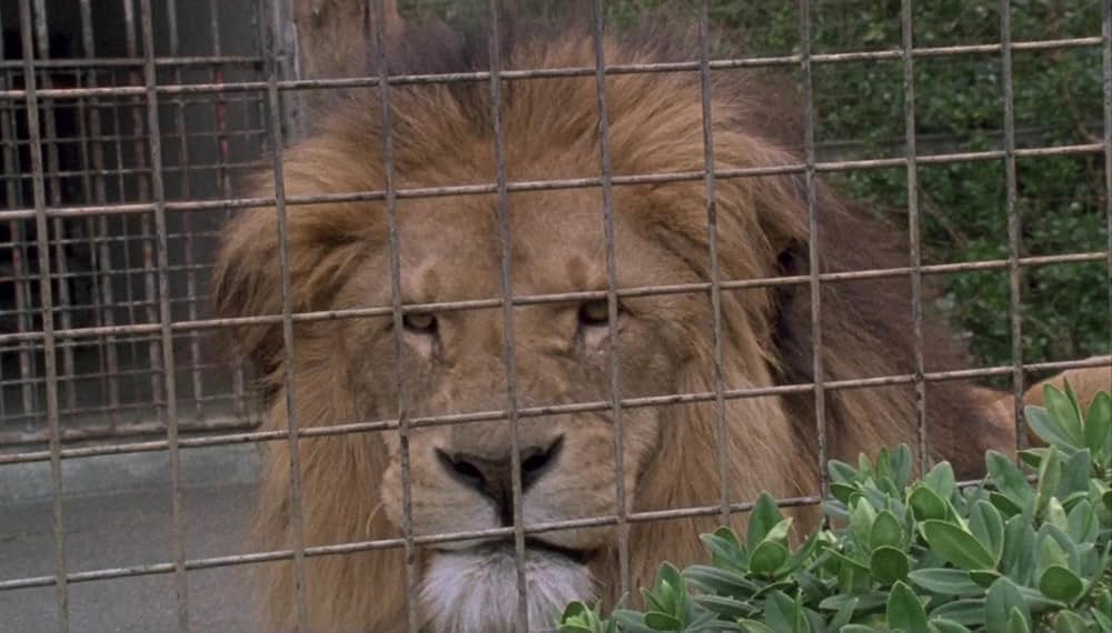 ブレインデッドの画像