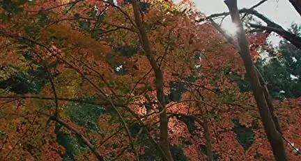 わが母の記の画像