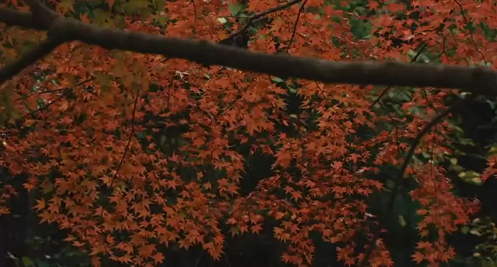 わが母の記の画像