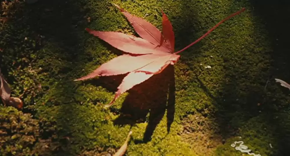 わが母の記の画像