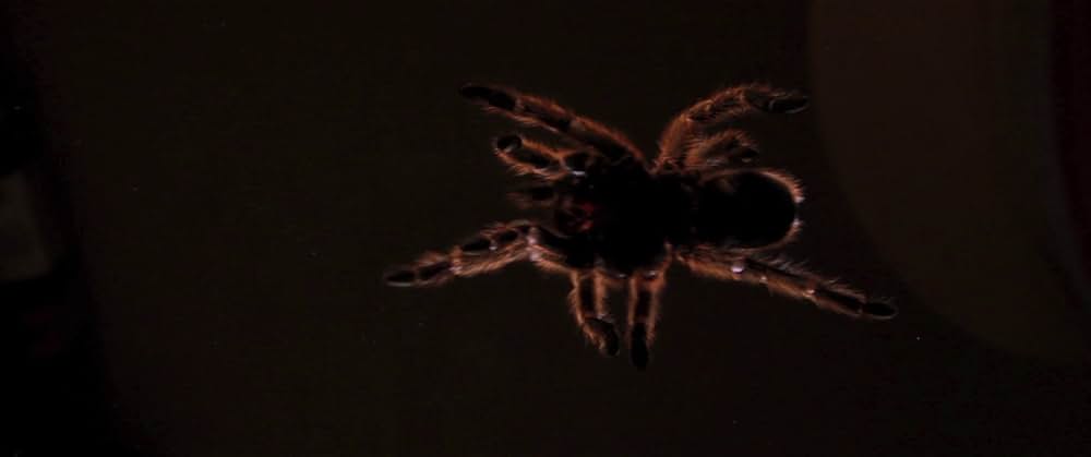 The Editor（原題）の画像