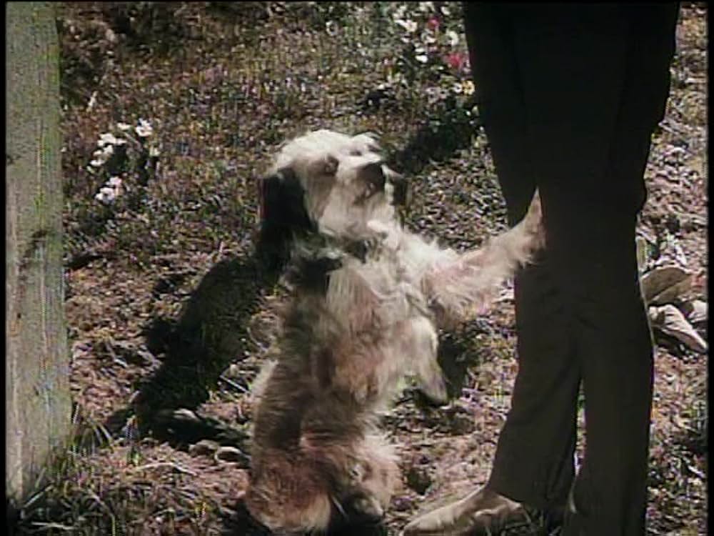 レッド・スタリオン／荒原の凱歌の画像