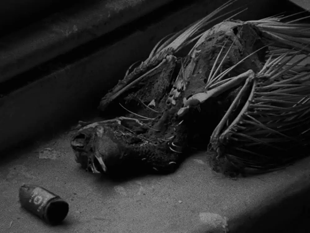 フォロウィングの画像