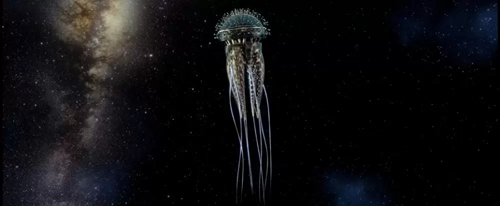 ミラクル・ニール！の画像