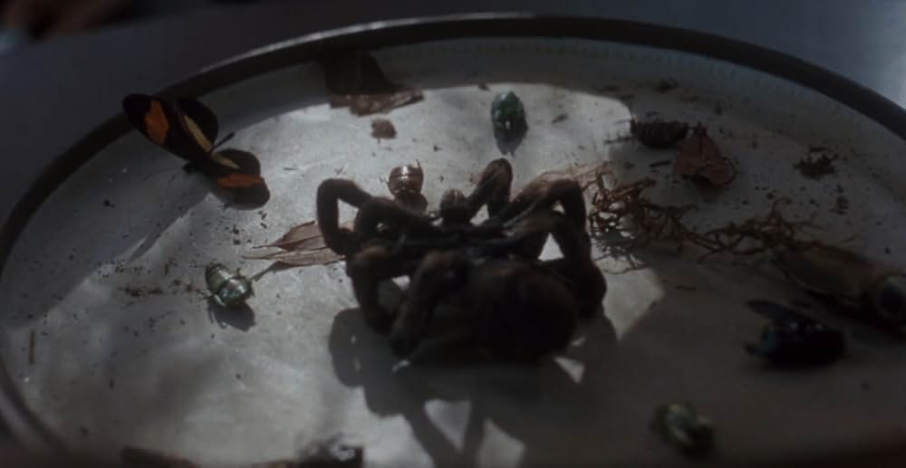 アラクノフォビアの画像