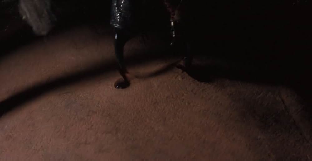 アラクノフォビアの画像