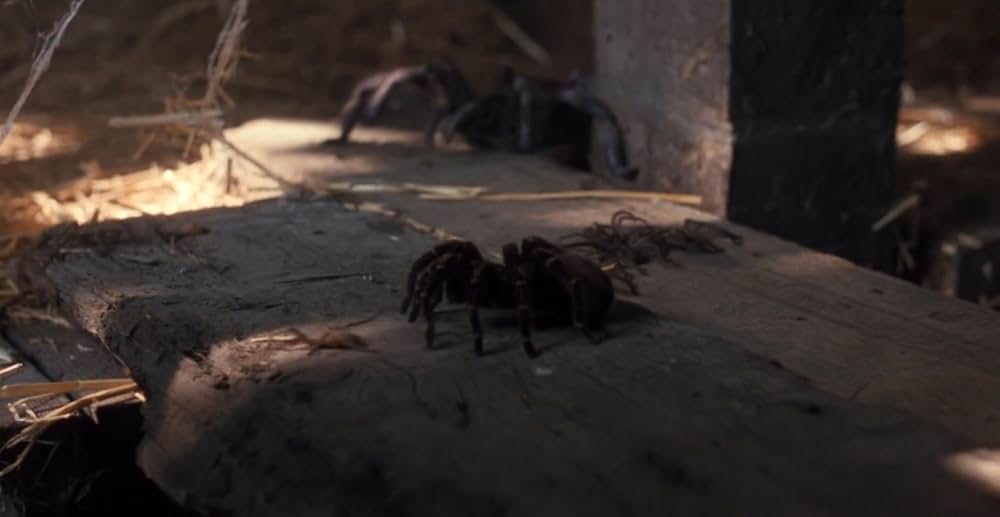 アラクノフォビアの画像