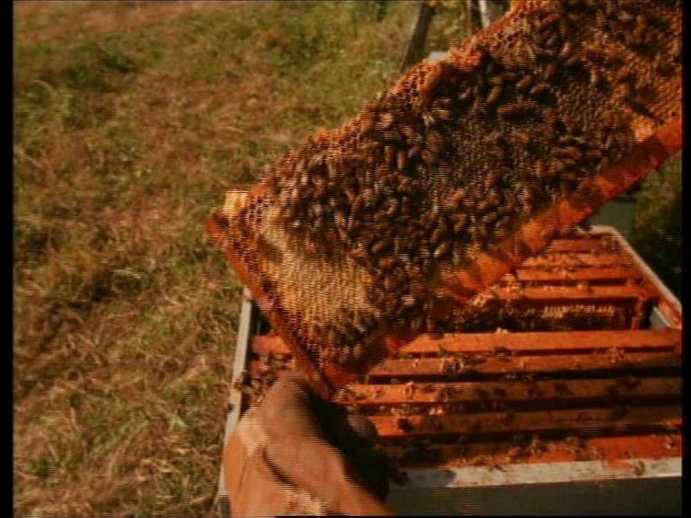 モーニング・グローリー 輝ける朝の画像