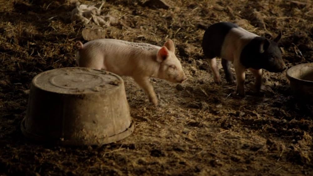 Eating Animals（原題）の画像