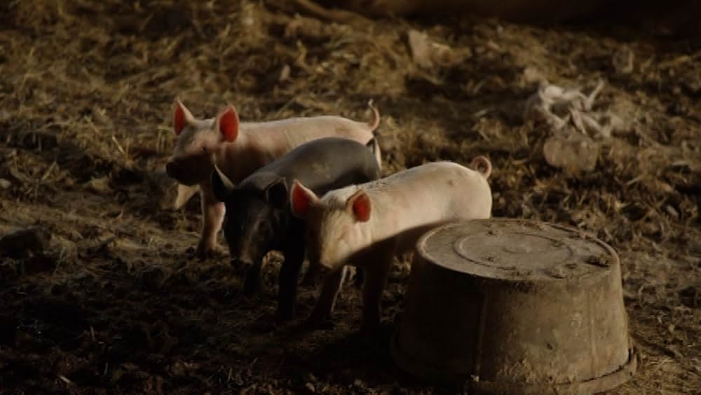 Eating Animals（原題）の画像