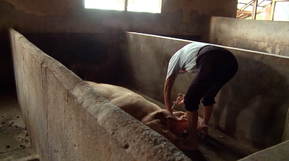 Eating Animals（原題）の写真