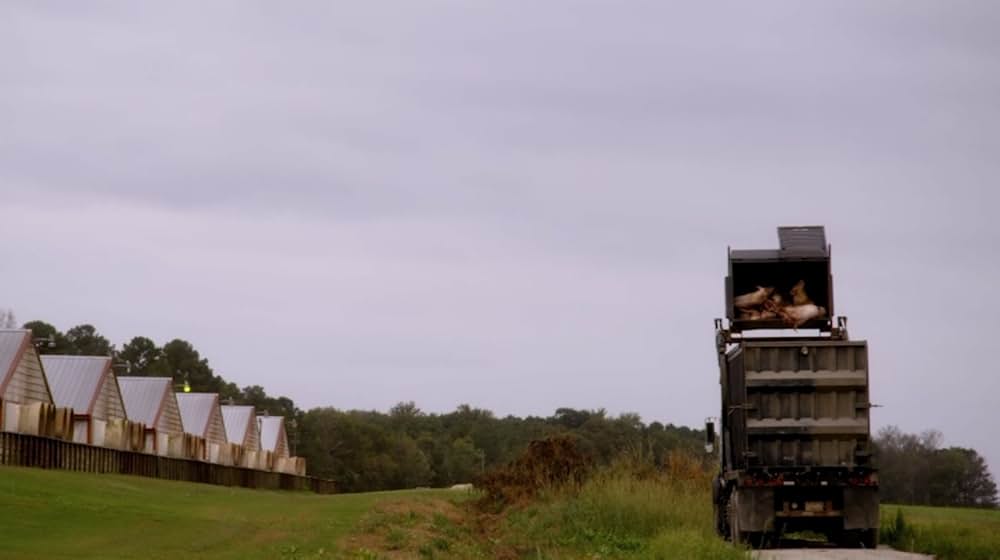 Eating Animals（原題）の画像