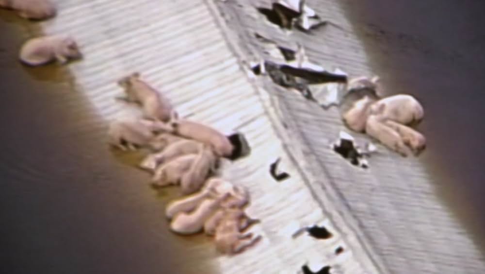 Eating Animals（原題）の画像