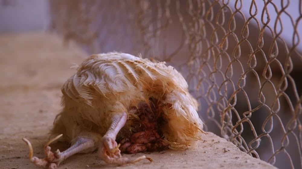 Eating Animals（原題）の画像