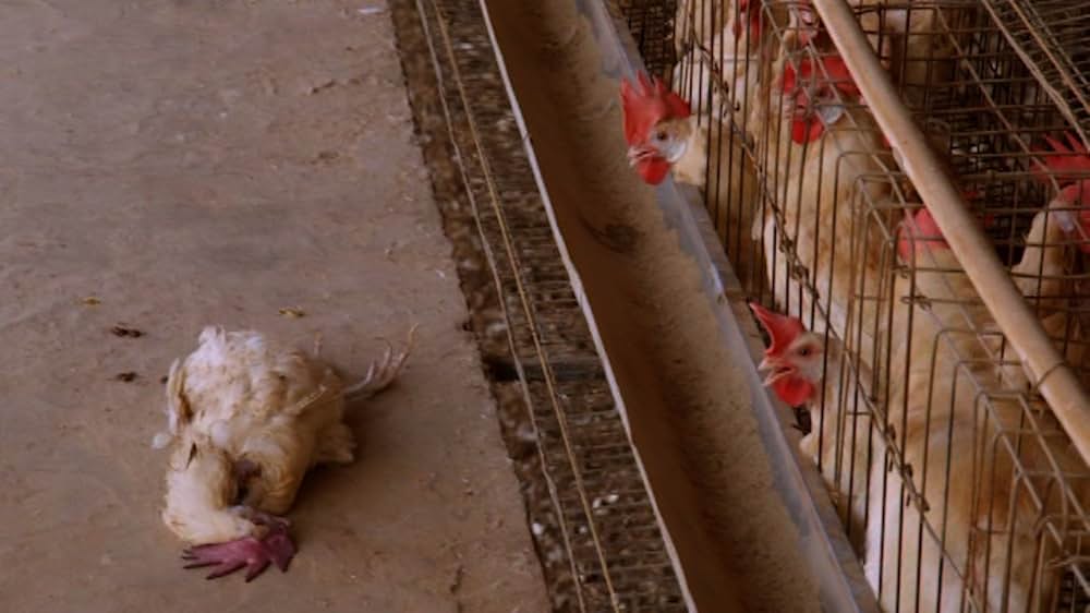 Eating Animals（原題）の画像