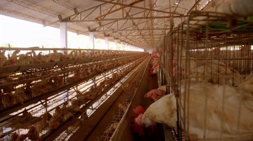 Eating Animals（原題）の画像