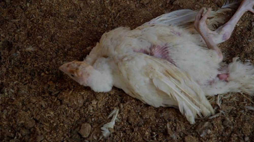 Eating Animals（原題）の画像