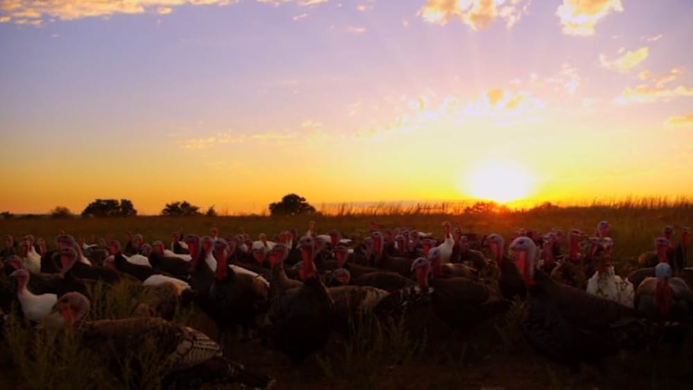 Eating Animals（原題）の画像