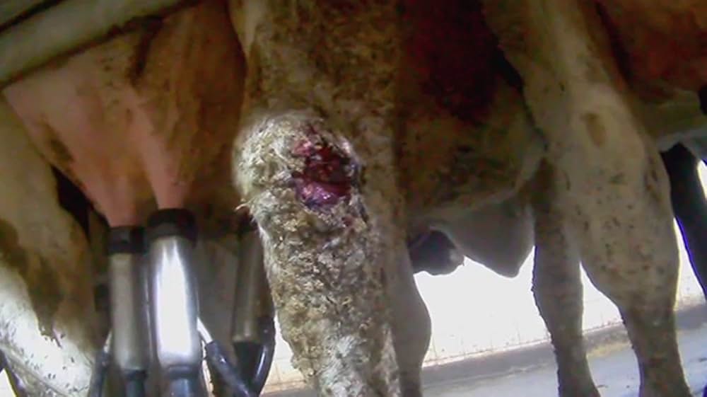 Eating Animals（原題）の画像