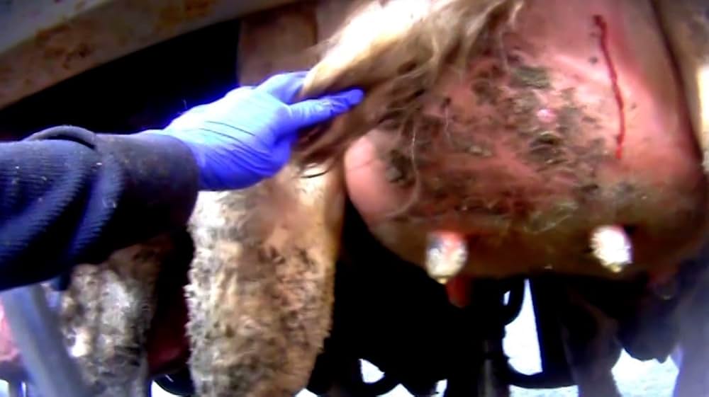 Eating Animals（原題）の画像