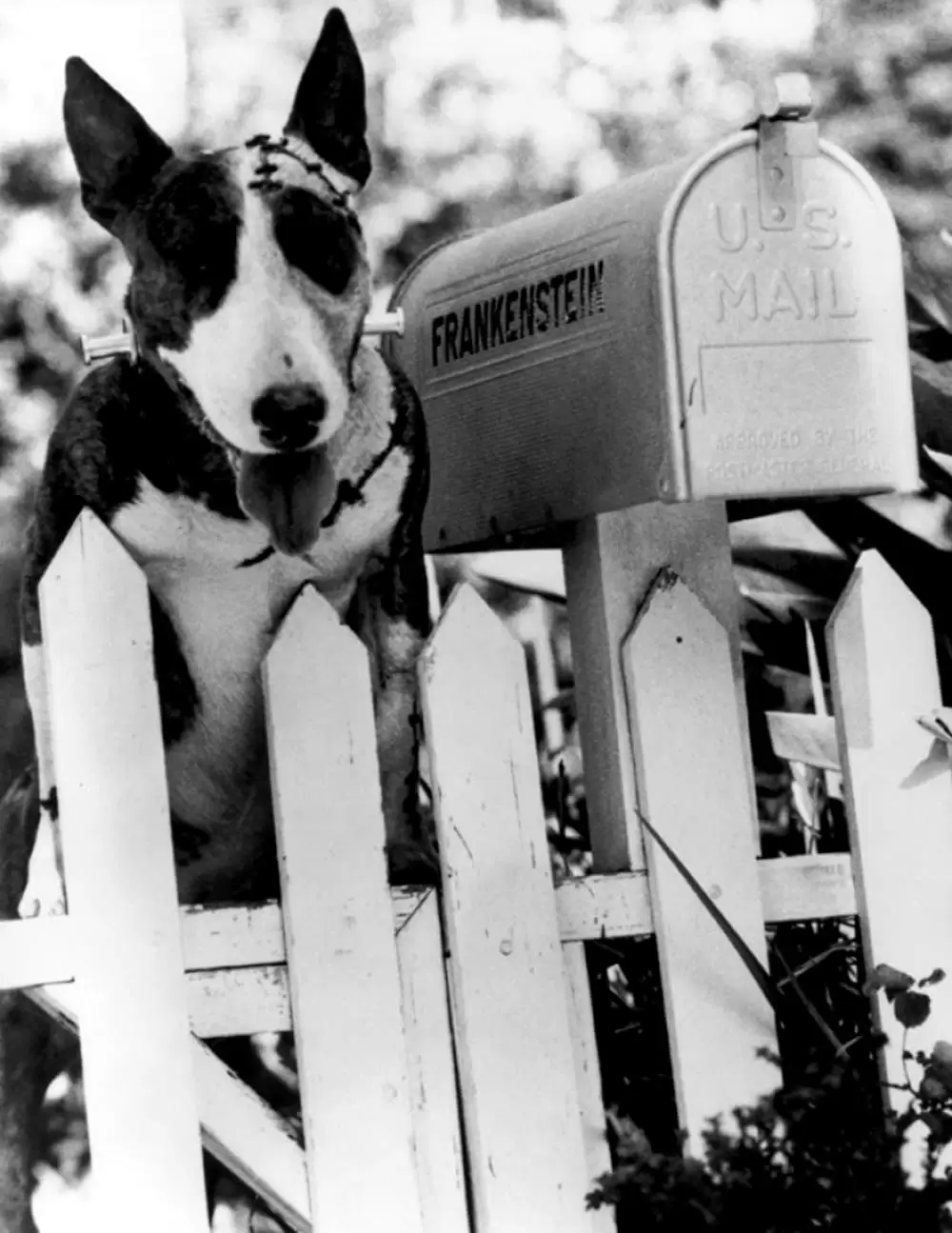 フランケンウィニーの画像