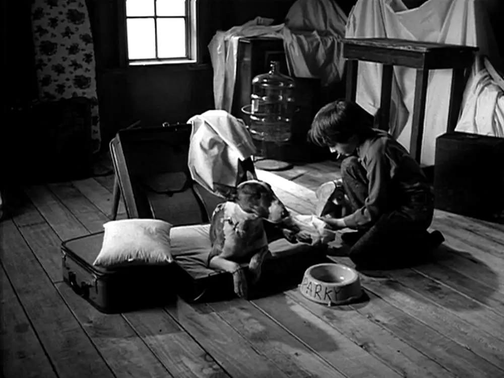 フランケンウィニーの画像