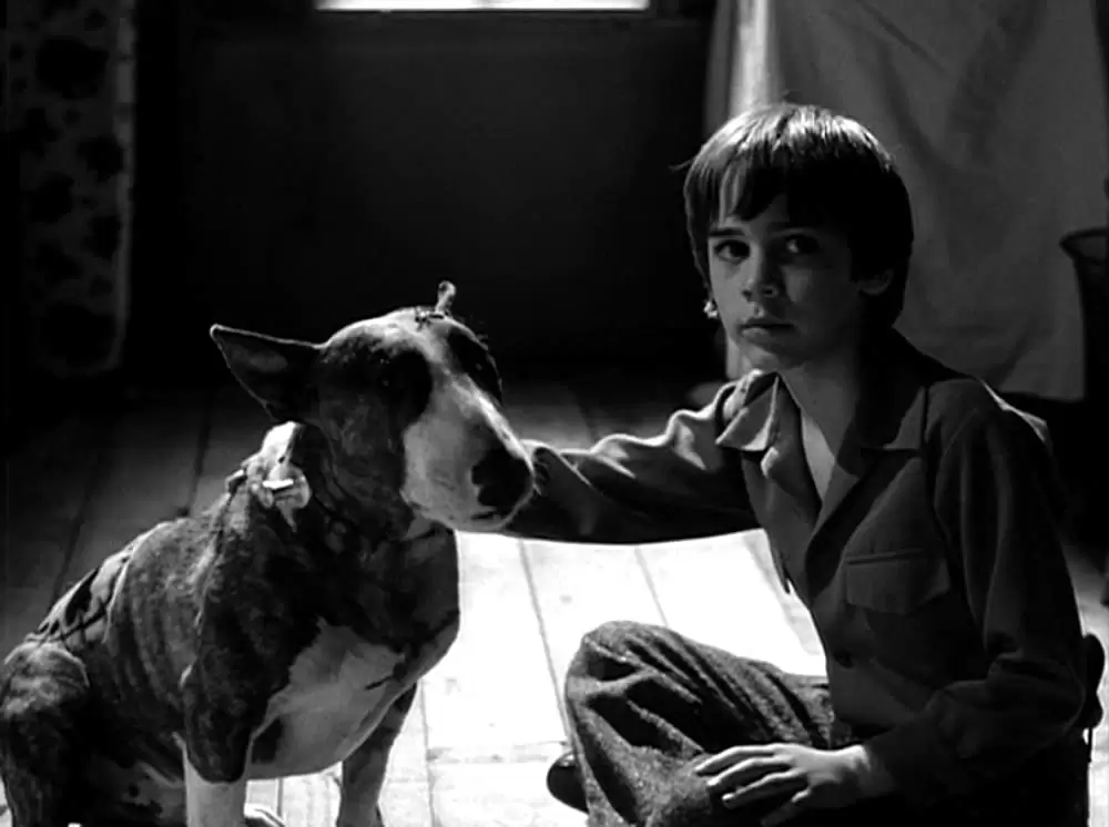 フランケンウィニーの画像