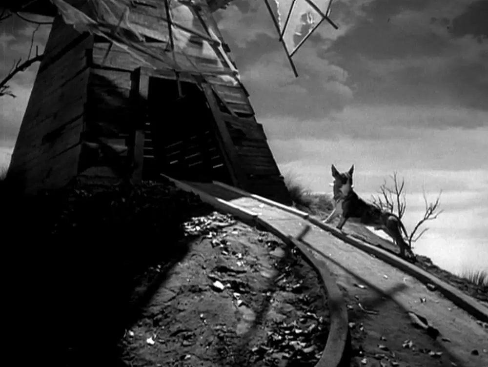 フランケンウィニーの画像