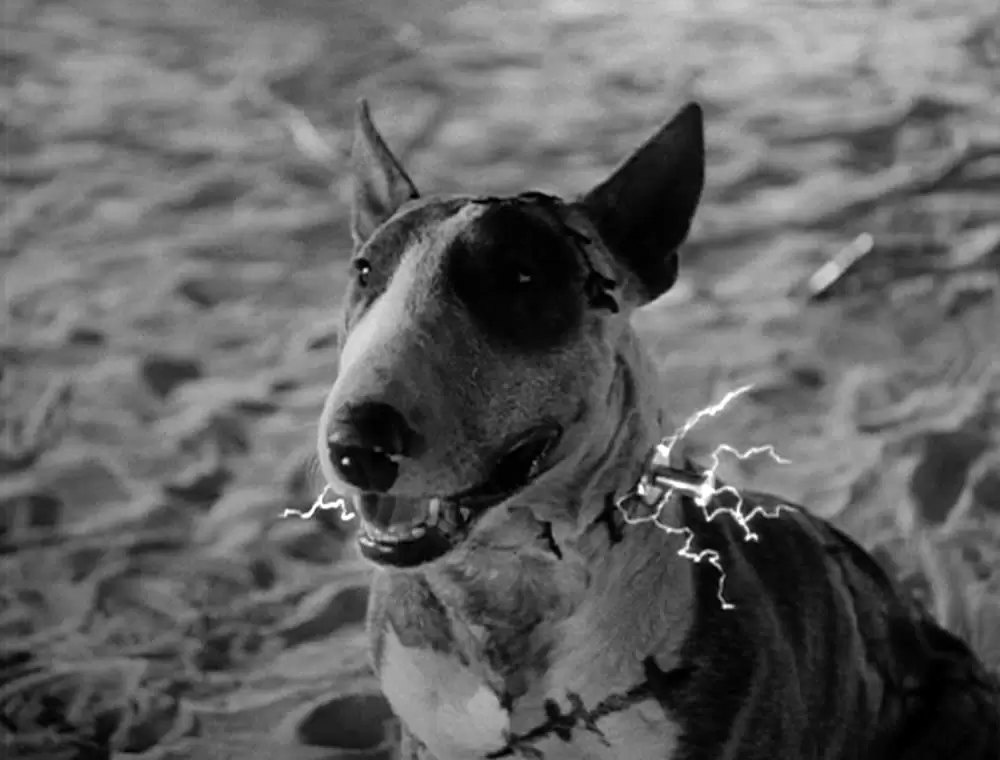 フランケンウィニーの画像