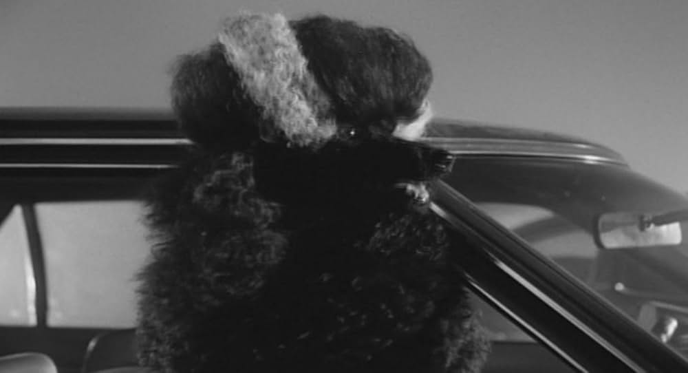 フランケンウィニーの画像